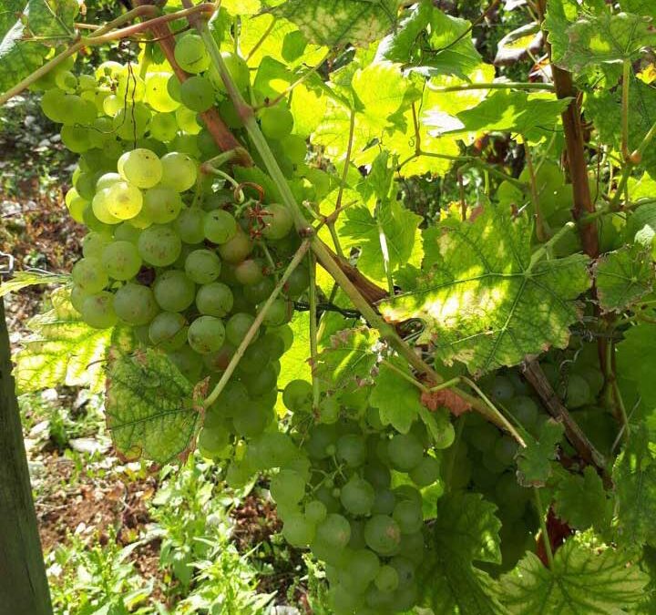 Travail de la vigne
