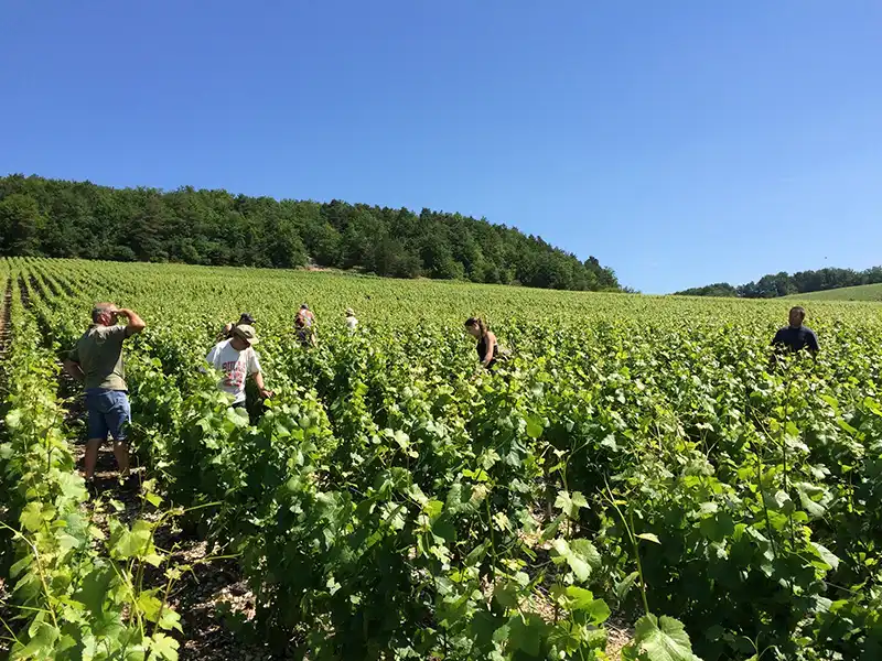 vendanges